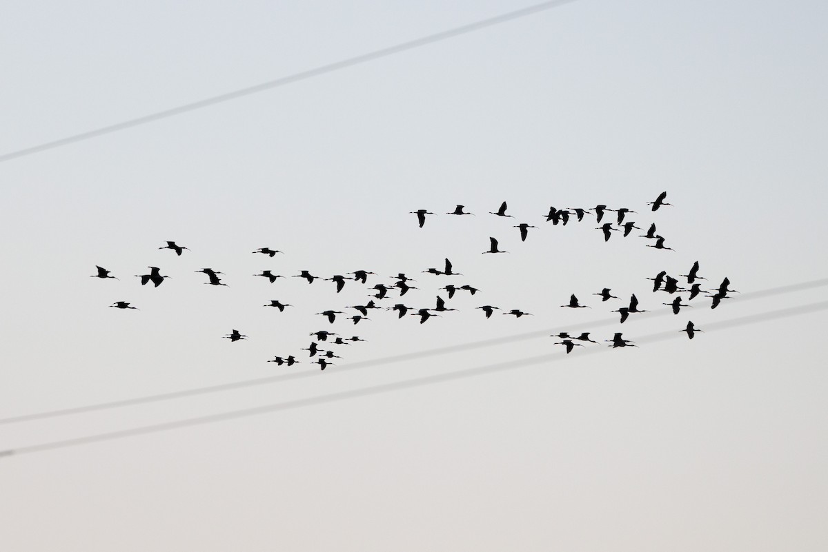 Glossy Ibis - ML623910862