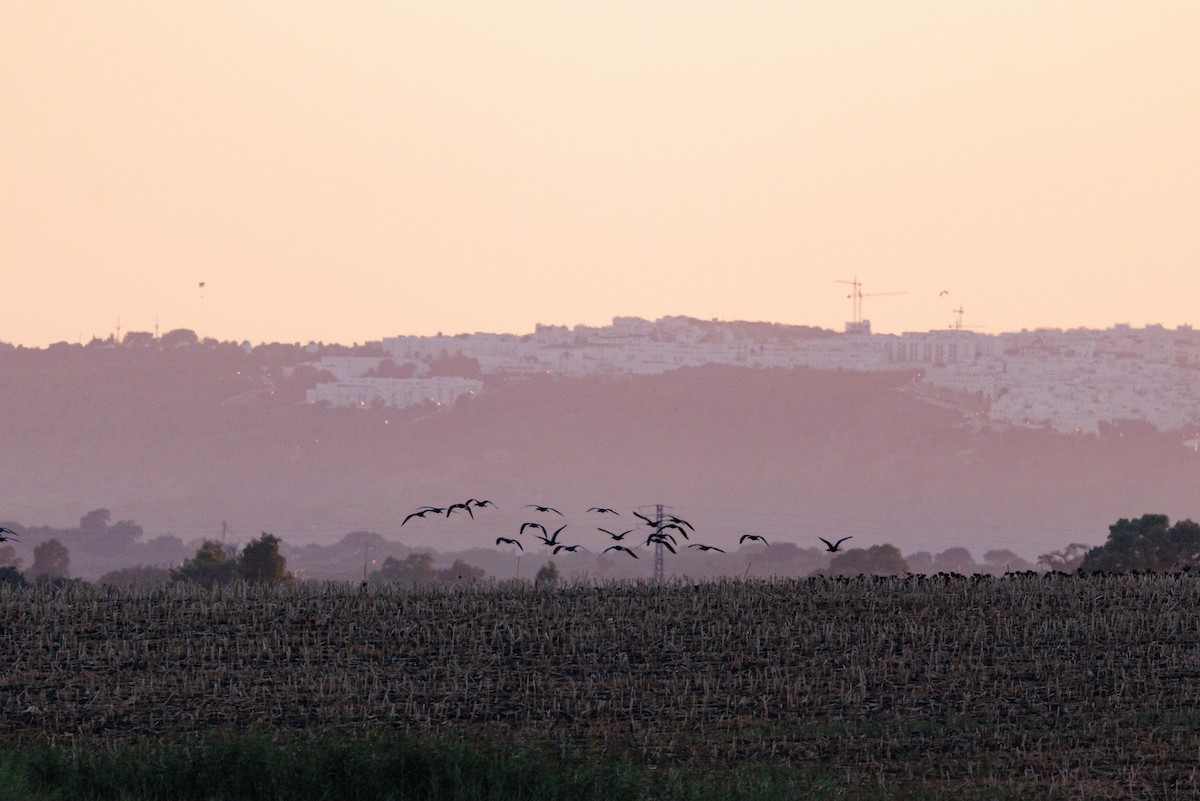 Glossy Ibis - ML623910864