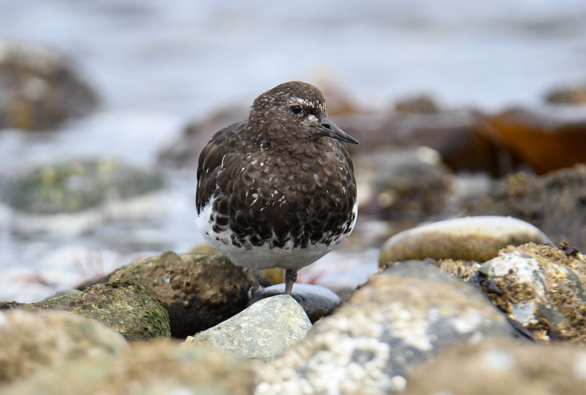 Black Turnstone - ML623910869