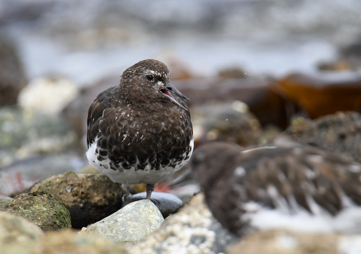 Black Turnstone - ML623910870