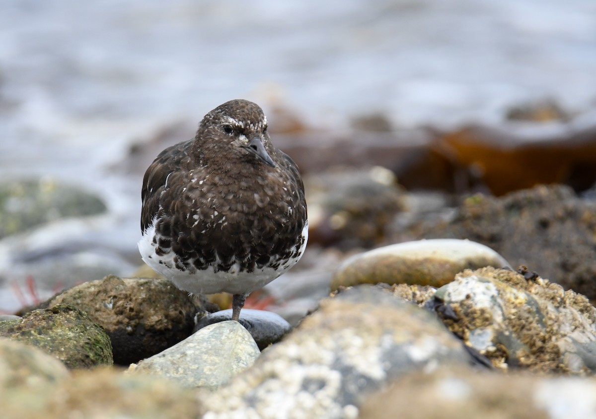 Black Turnstone - ML623910871