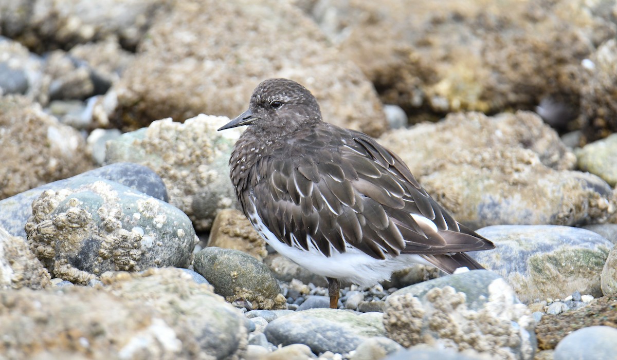 Black Turnstone - ML623910872