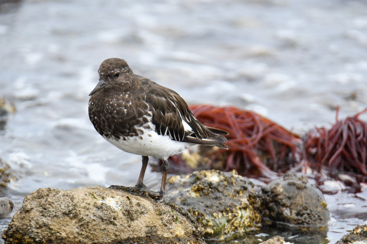 Black Turnstone - ML623910873