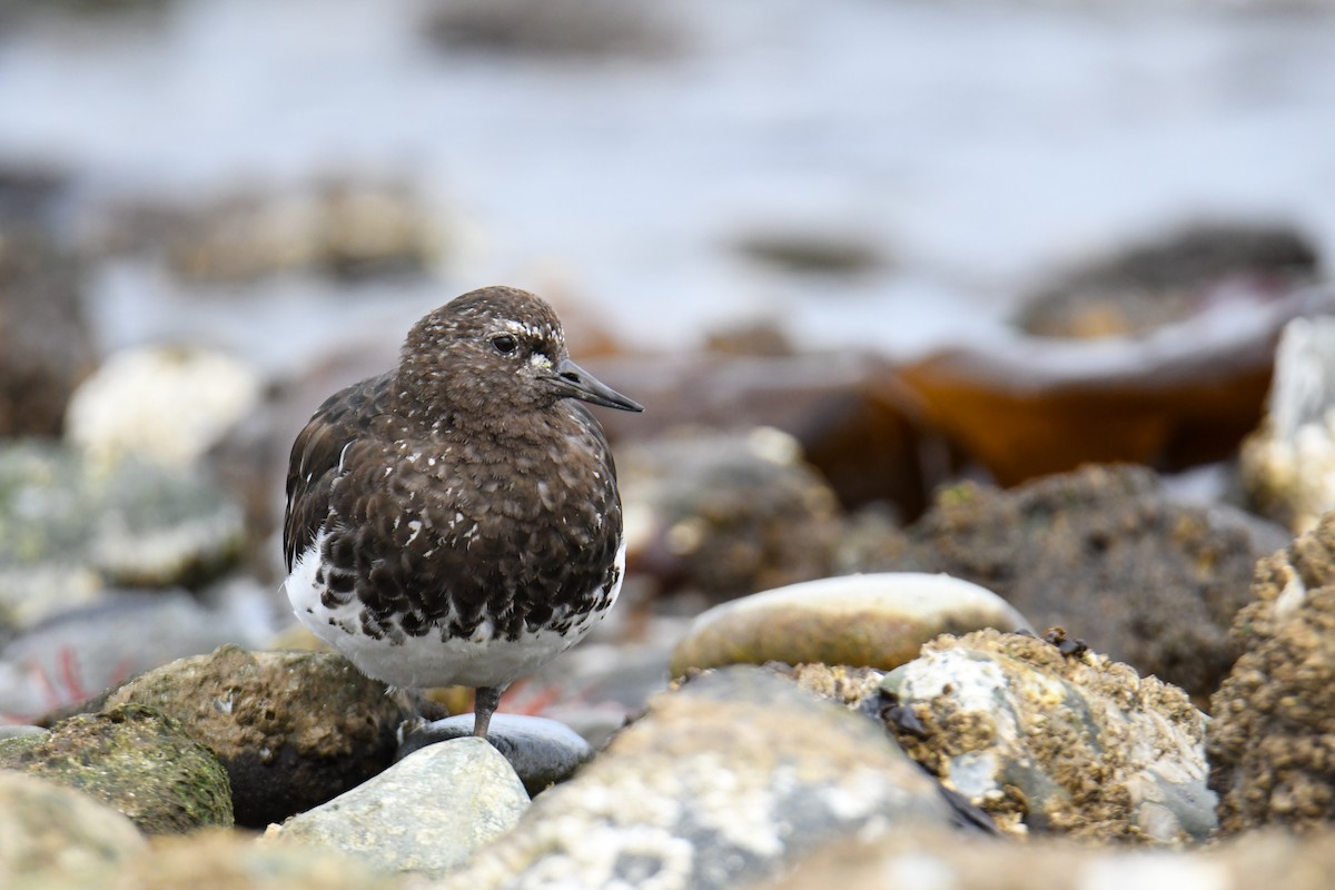 Black Turnstone - ML623910874