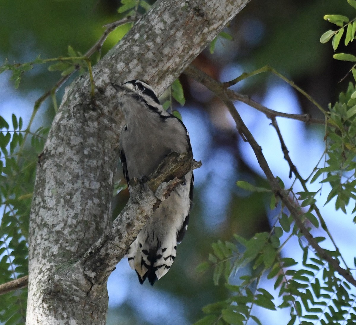 Downy Woodpecker - ML623910880