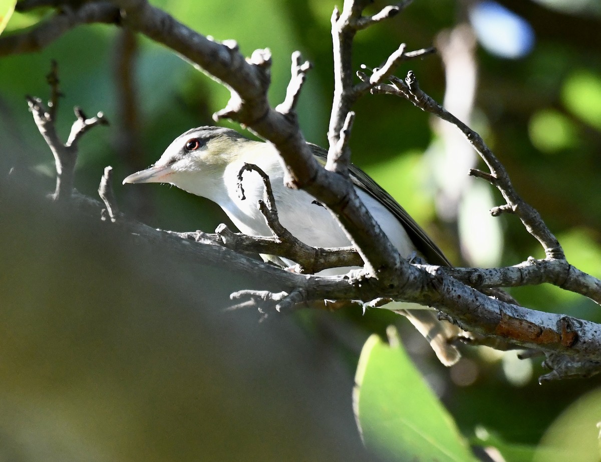 Red-eyed Vireo - ML623910883