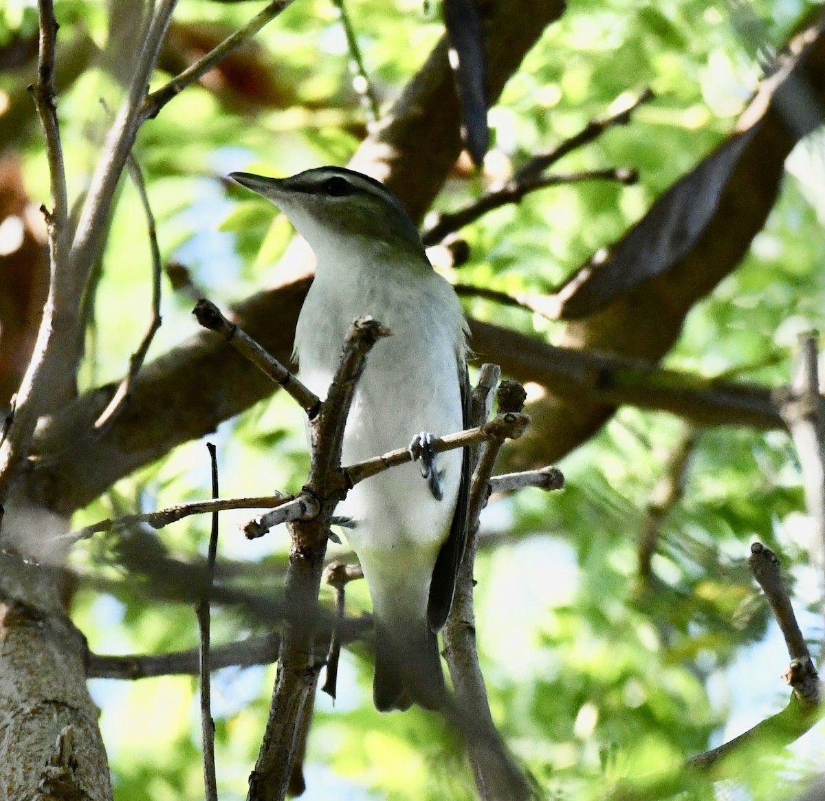 Red-eyed Vireo - Suzanne Zuckerman