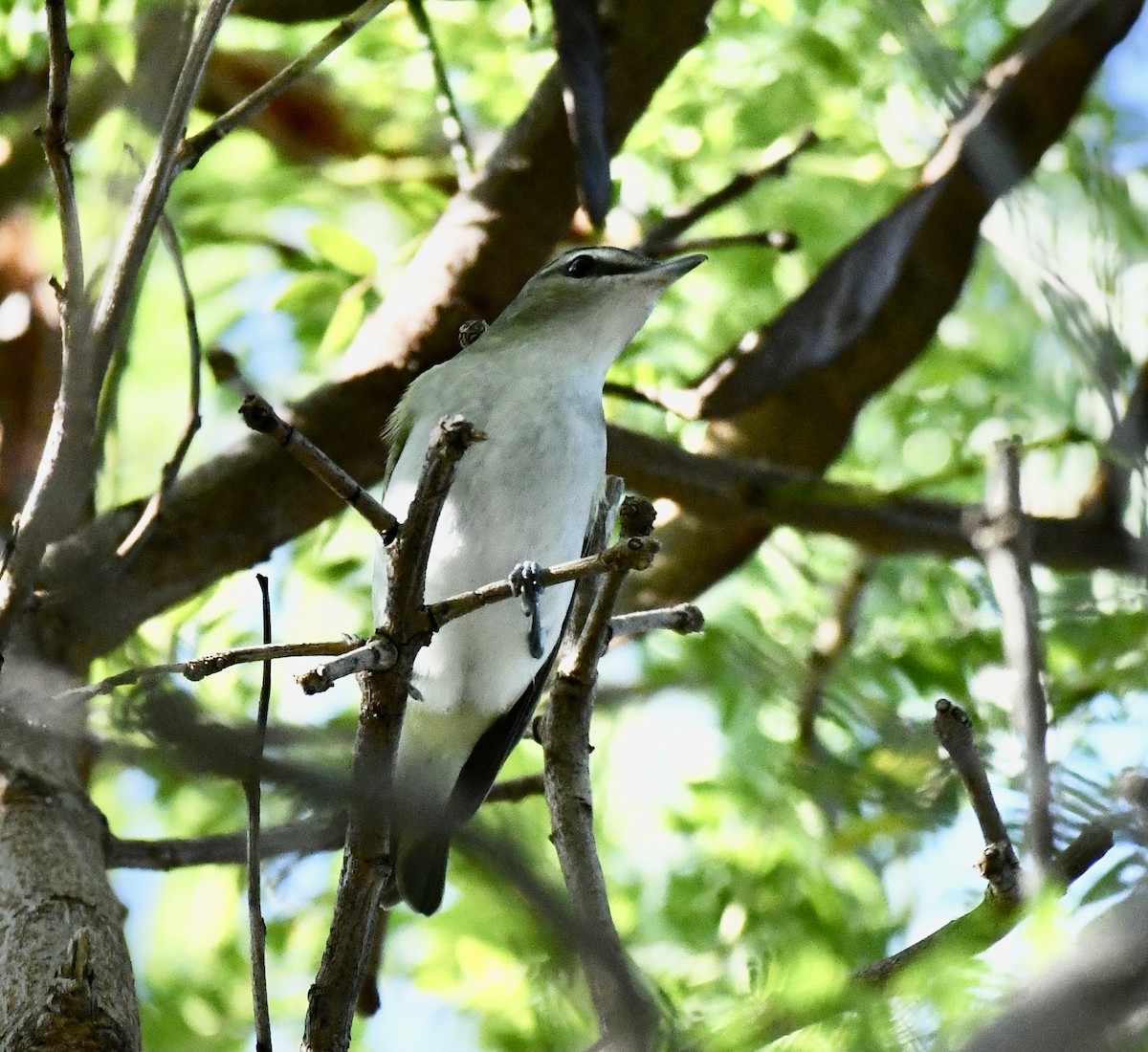 rødøyevireo - ML623910885