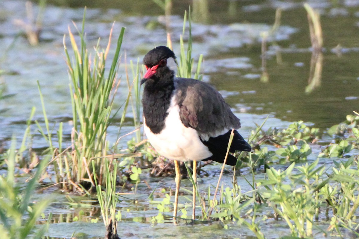 Red-wattled Lapwing - ML623910889