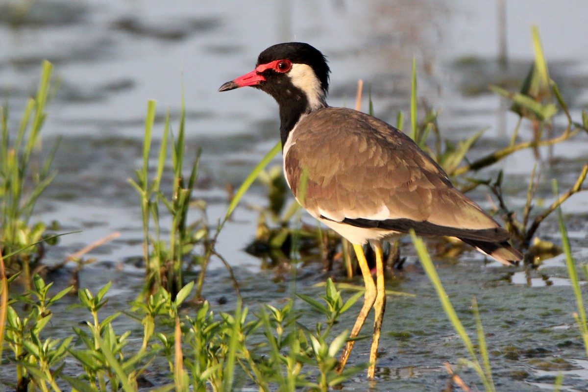 Red-wattled Lapwing - ML623910890