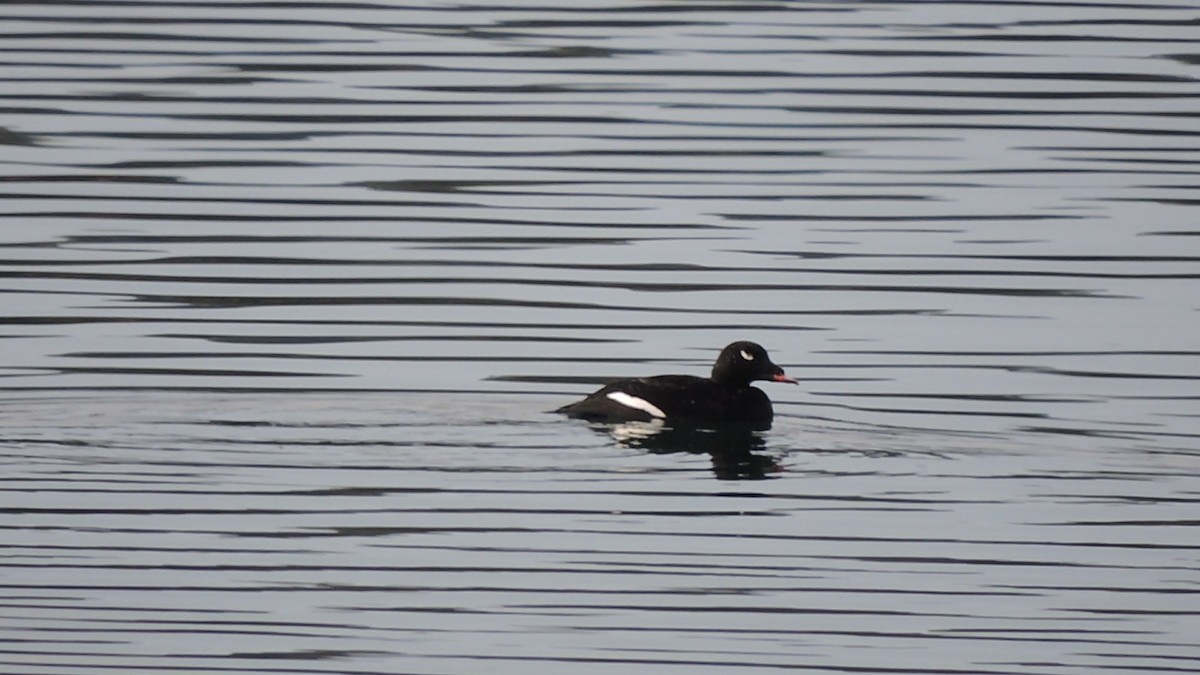 White-winged Scoter - ML623910892