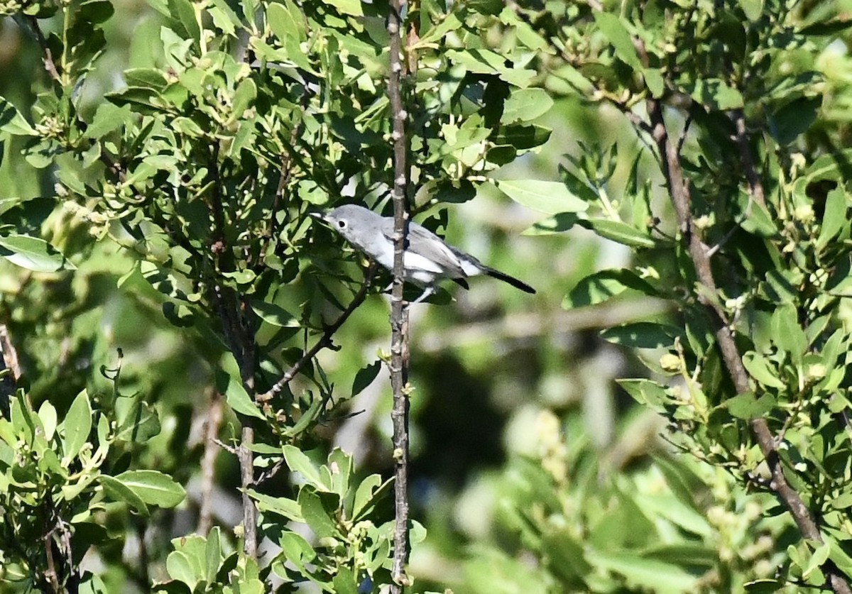 Gobemoucheron gris-bleu - ML623910894