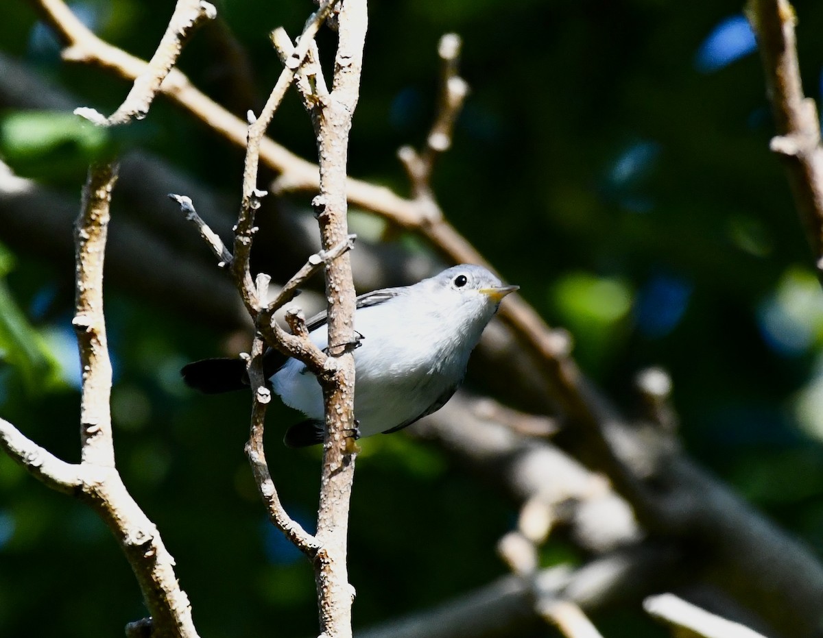 Blue-gray Gnatcatcher - ML623910895