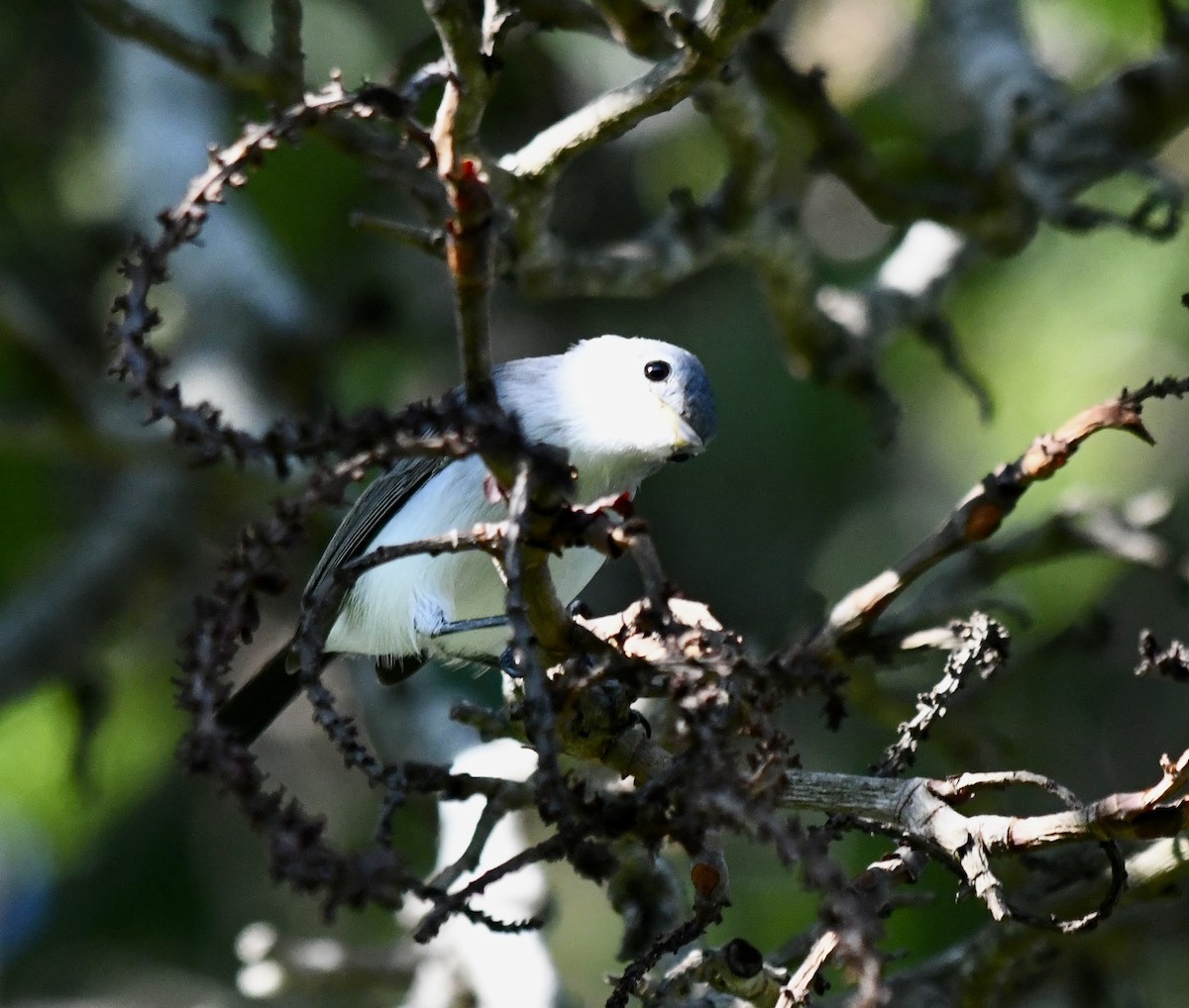 Blue-gray Gnatcatcher - ML623910896