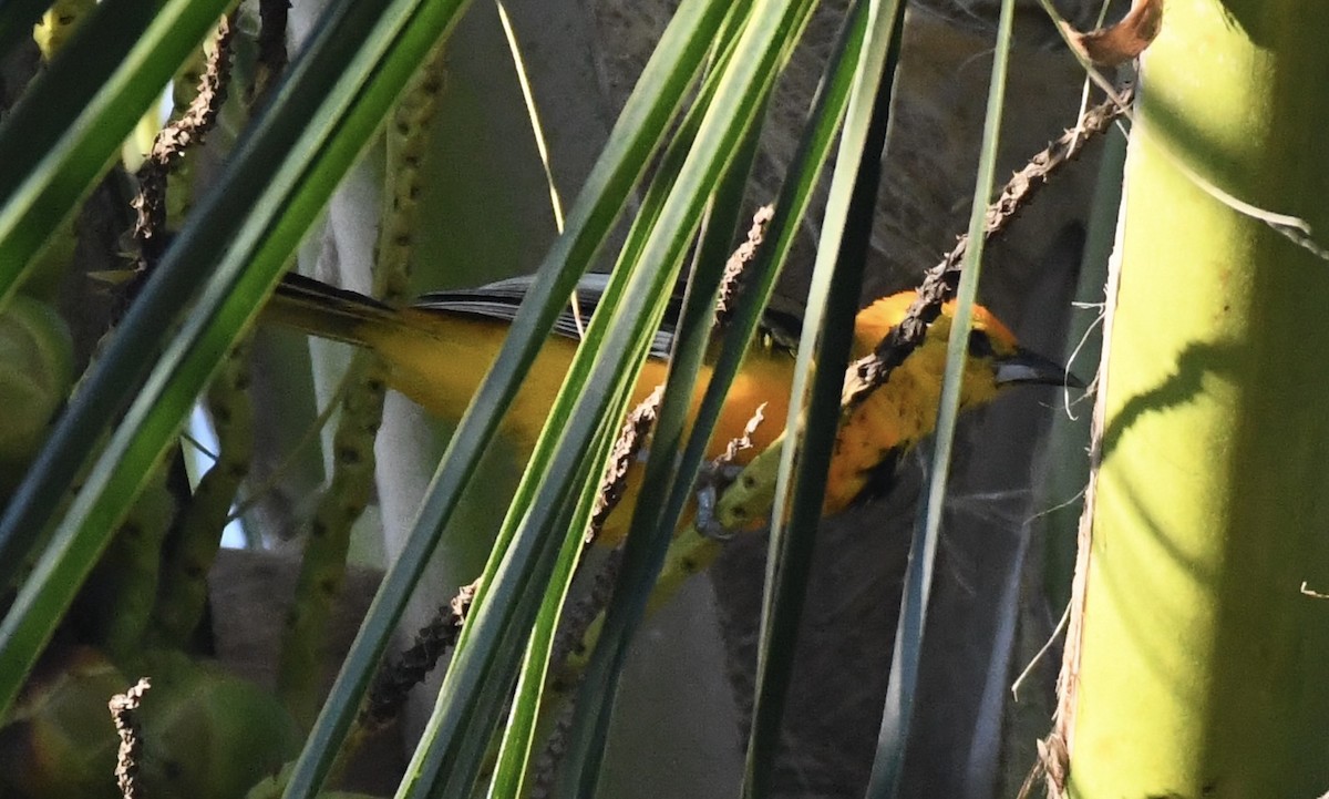 Spot-breasted Oriole - ML623910899