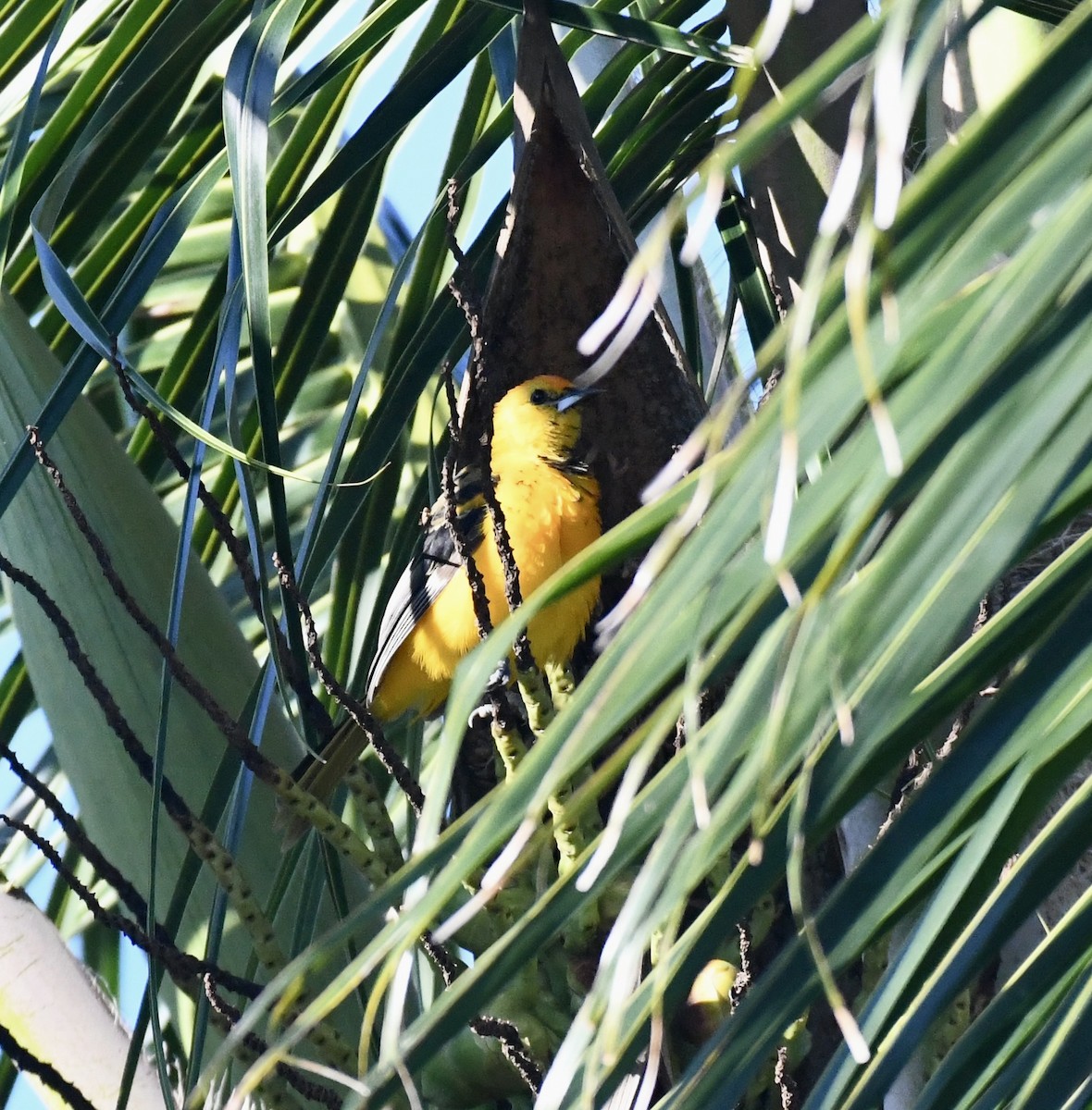 Spot-breasted Oriole - ML623910900