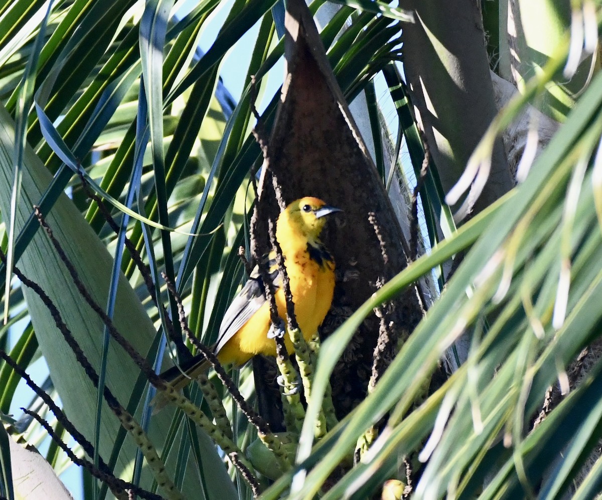 Spot-breasted Oriole - ML623910902