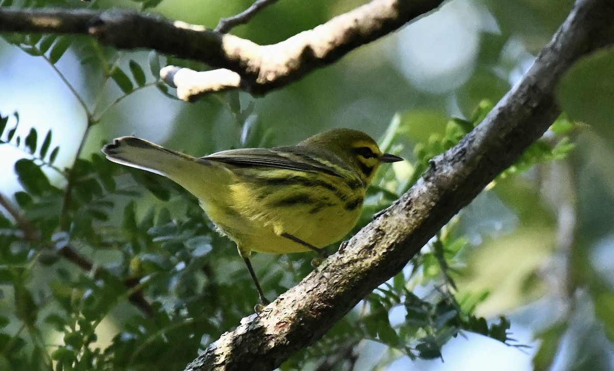 Prairie Warbler - ML623910909