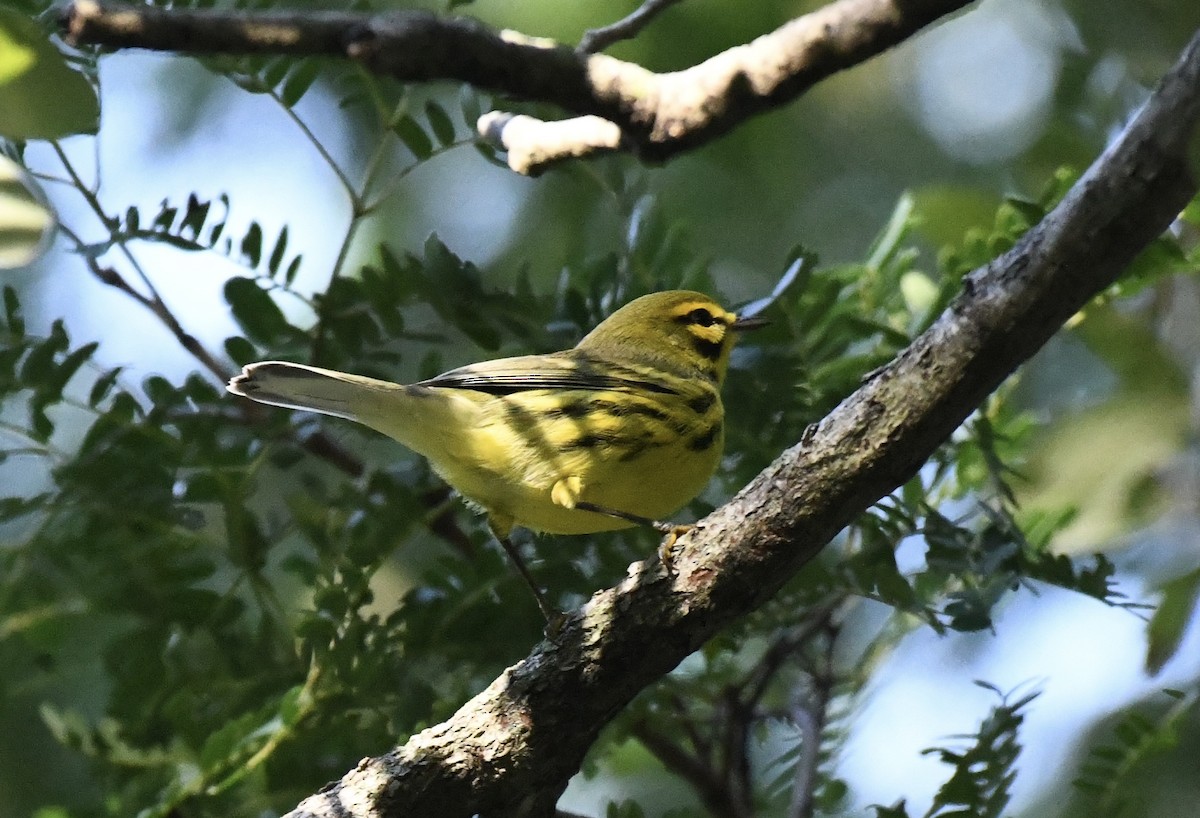 Paruline des prés - ML623910910