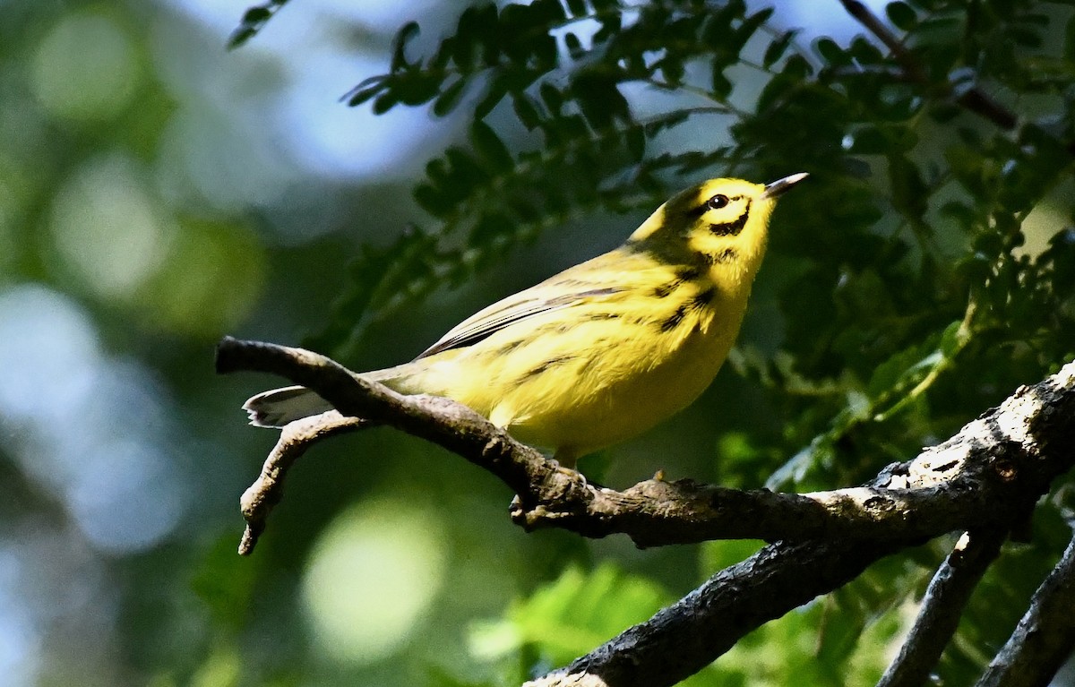 Prairie Warbler - Suzanne Zuckerman