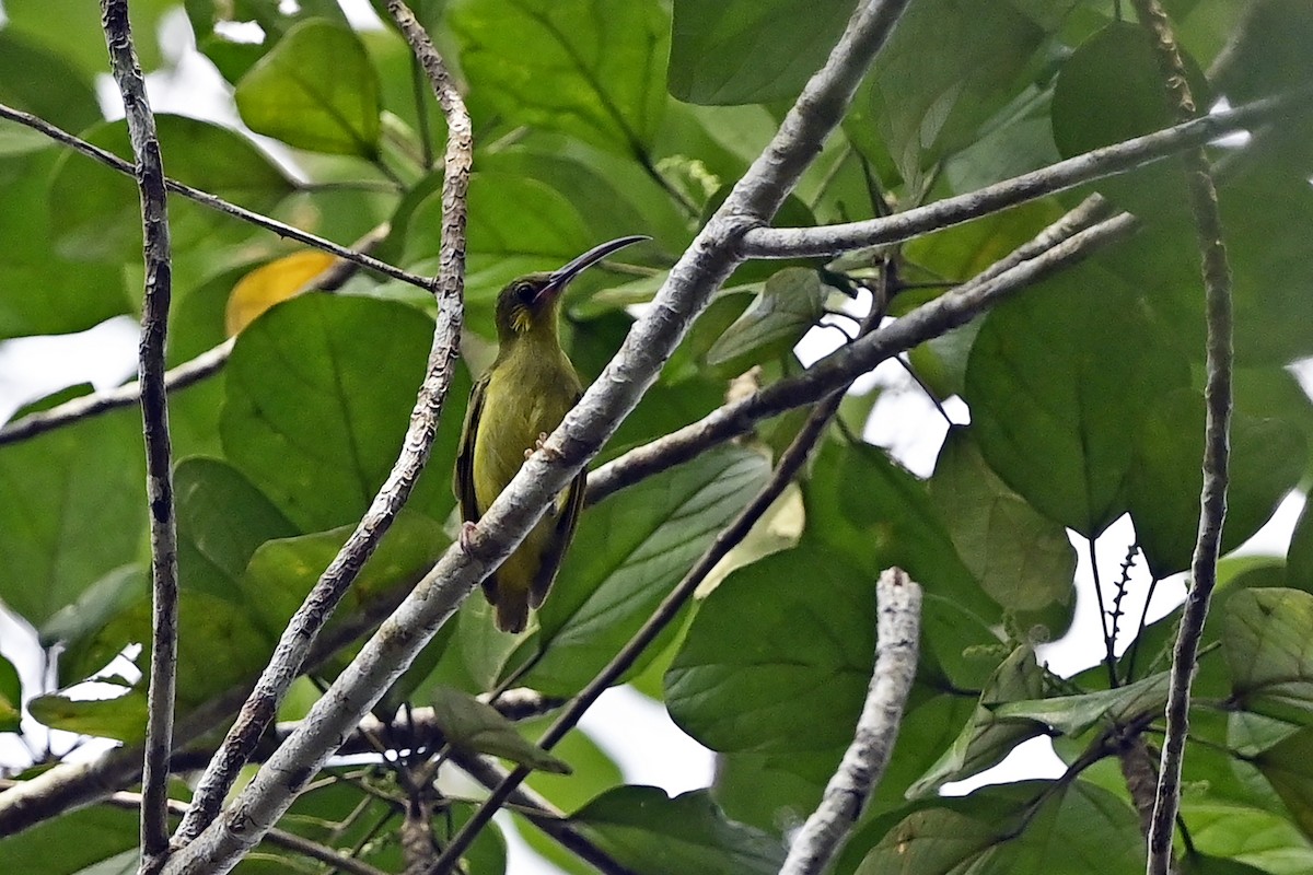 Yellow-eared Spiderhunter - ML623910916