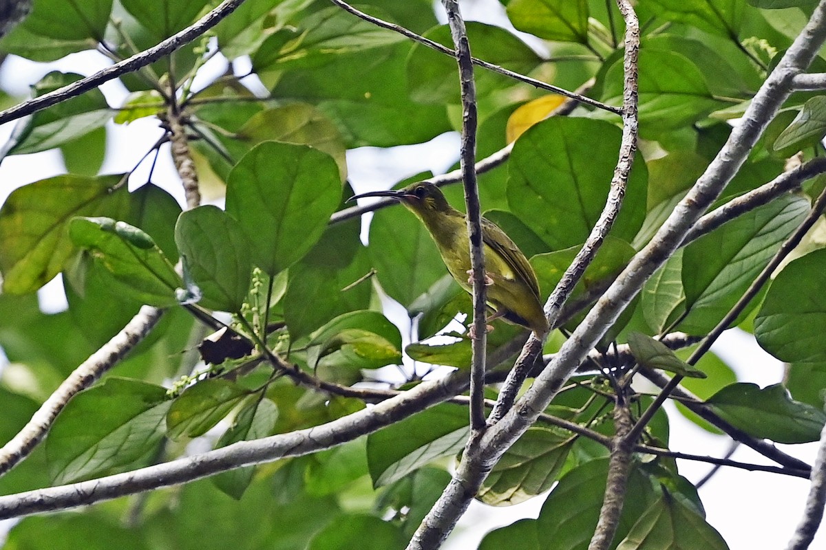 Yellow-eared Spiderhunter - ML623910917