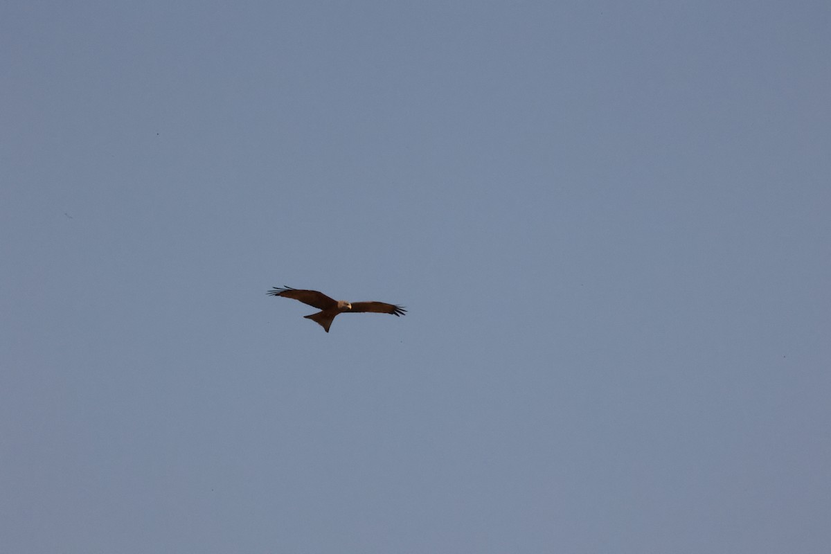 Black Kite - ML623910919