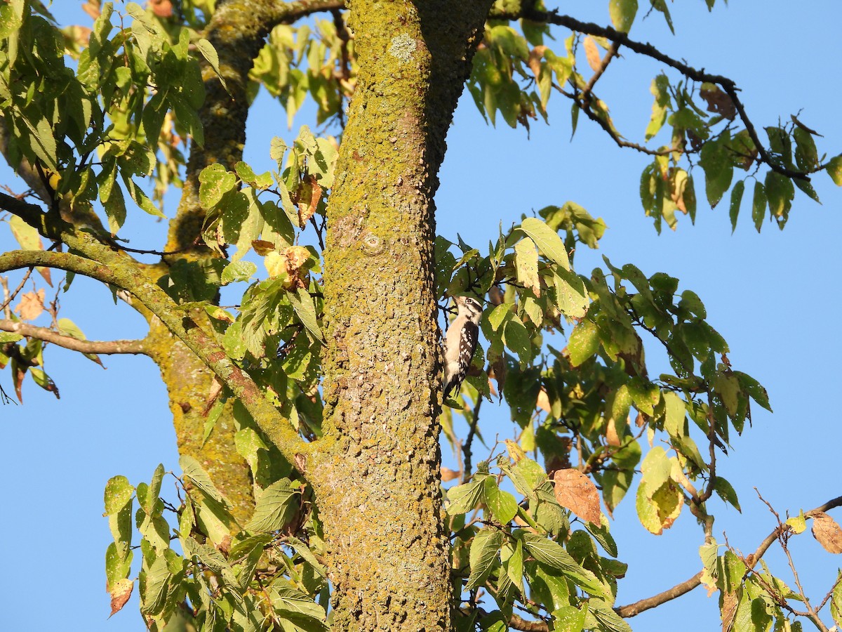 Downy Woodpecker - ML623910920