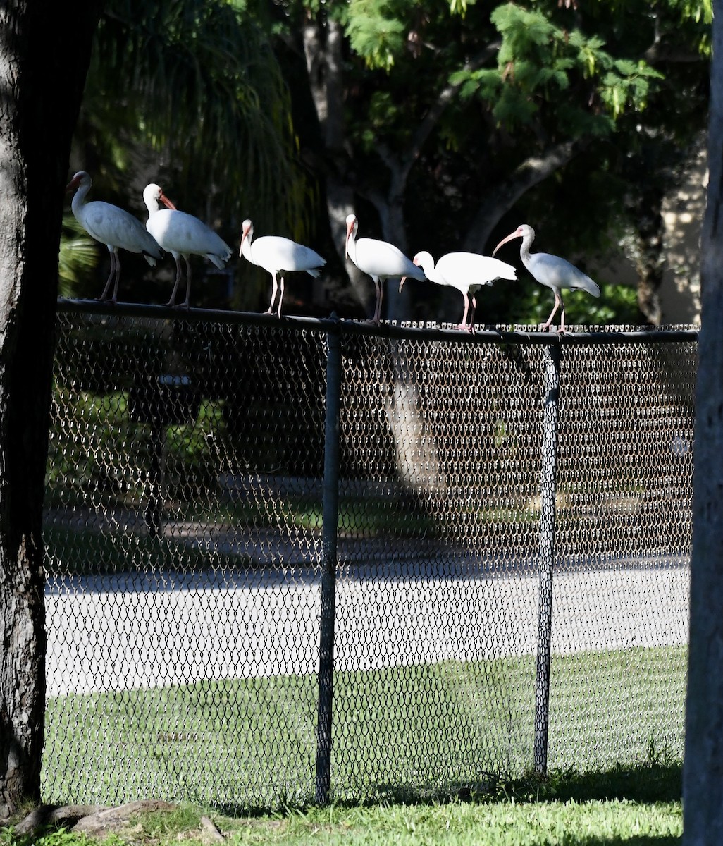 White Ibis - ML623910921