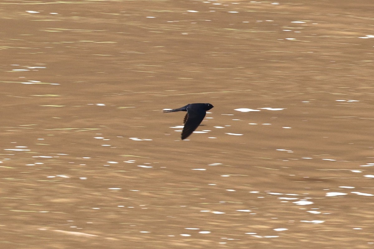 White-banded Swallow - ML623910924