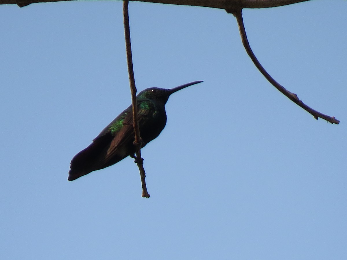 Black-throated Mango - ML623910935