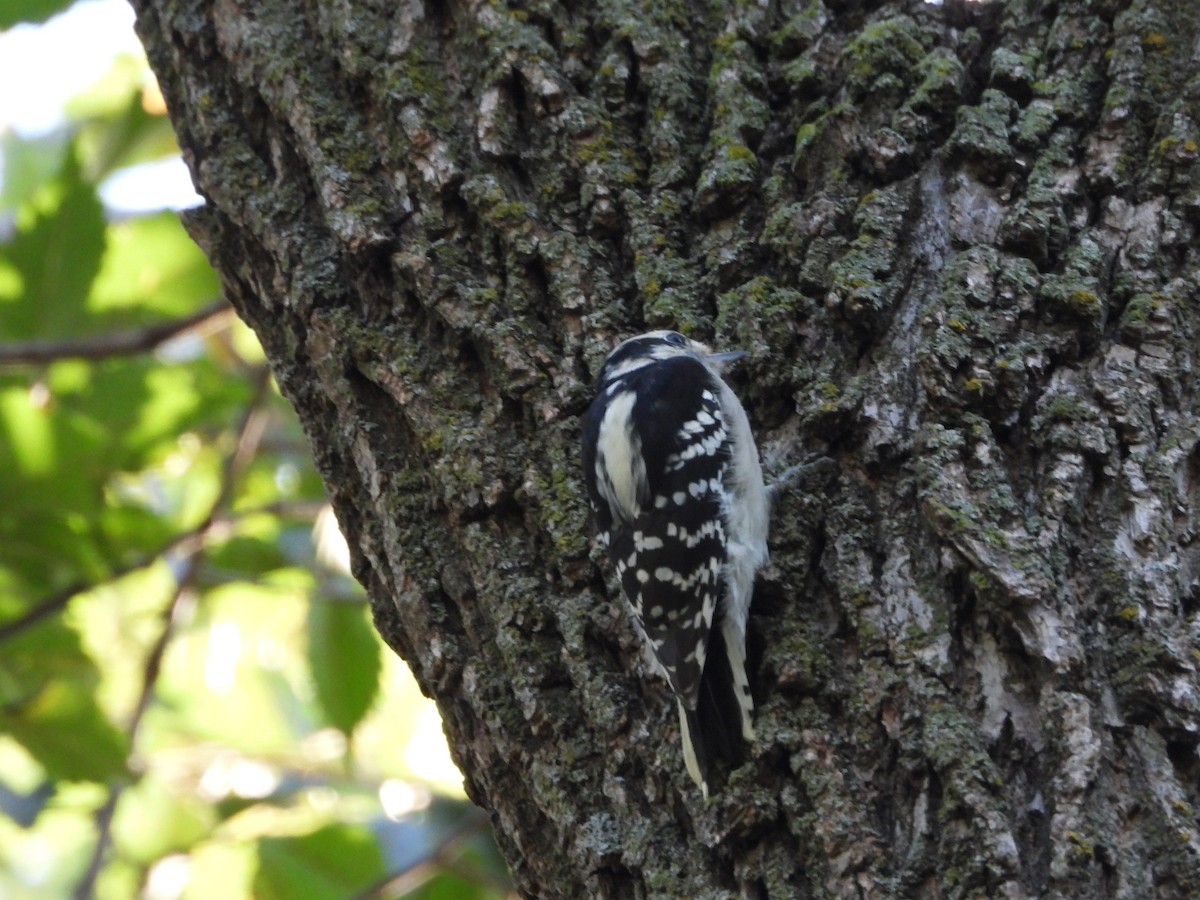 Downy Woodpecker - ML623910938