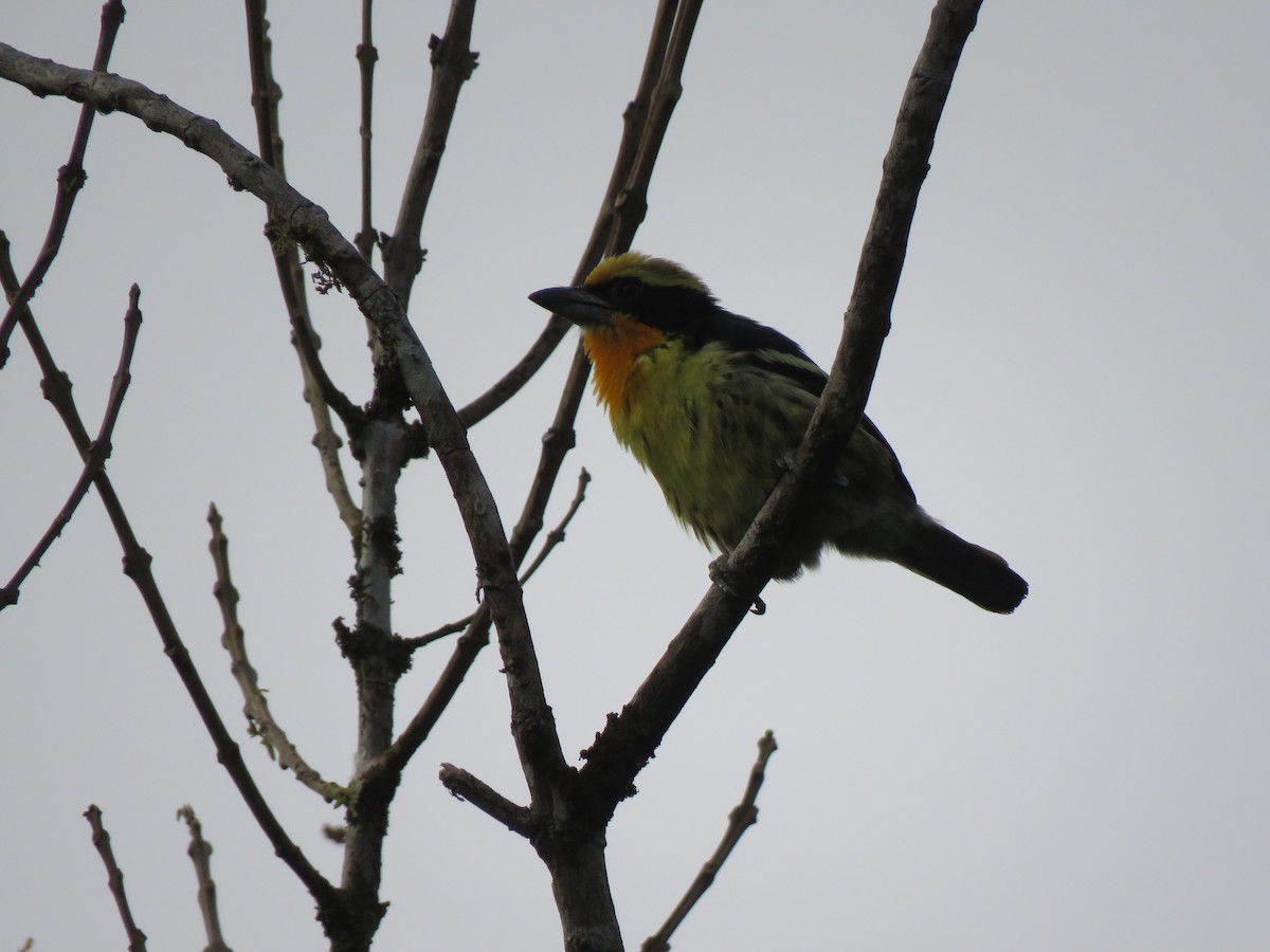 Gilded Barbet - ML623910940