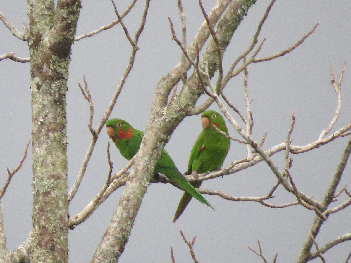 White-eyed Parakeet - ML623910947