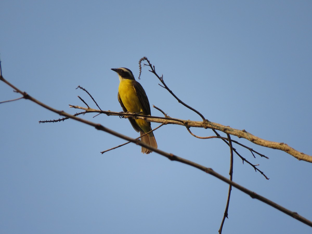 Social Flycatcher - ML623910959