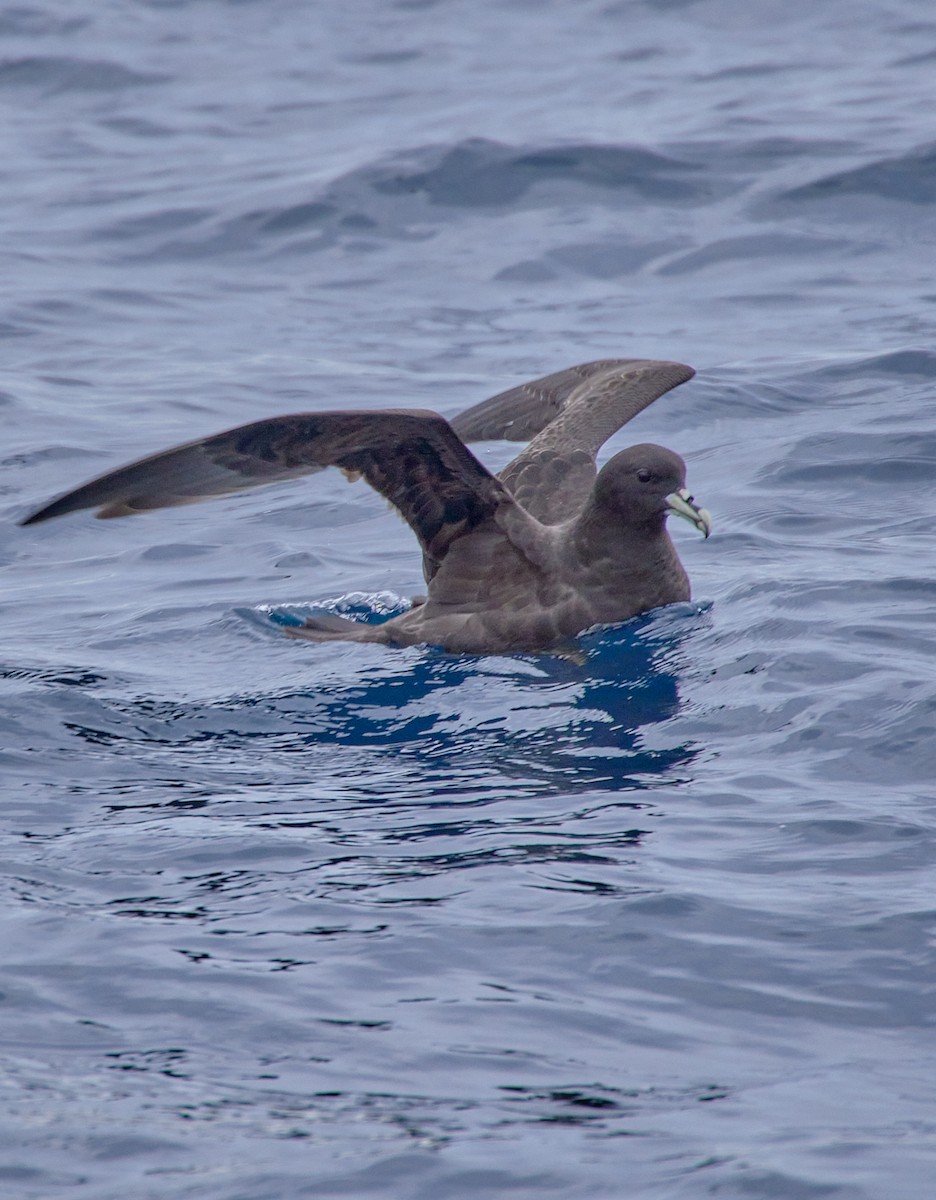 Sooty Shearwater - ML623910967