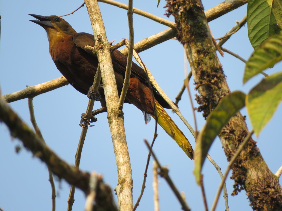 Russet-backed Oropendola - ML623910989