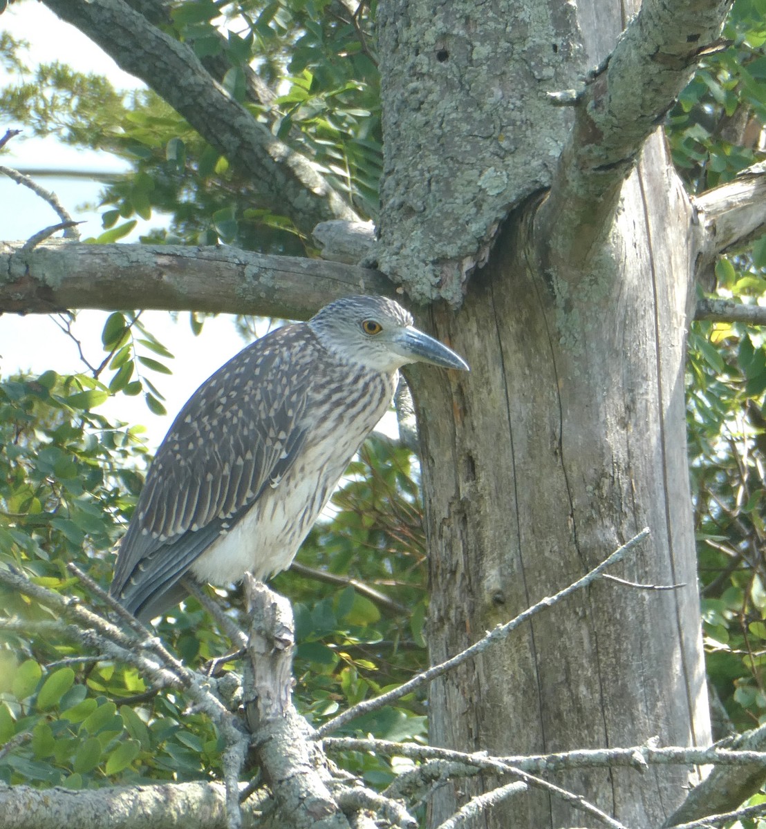 Yellow-crowned Night Heron - JoAnn Neddermann