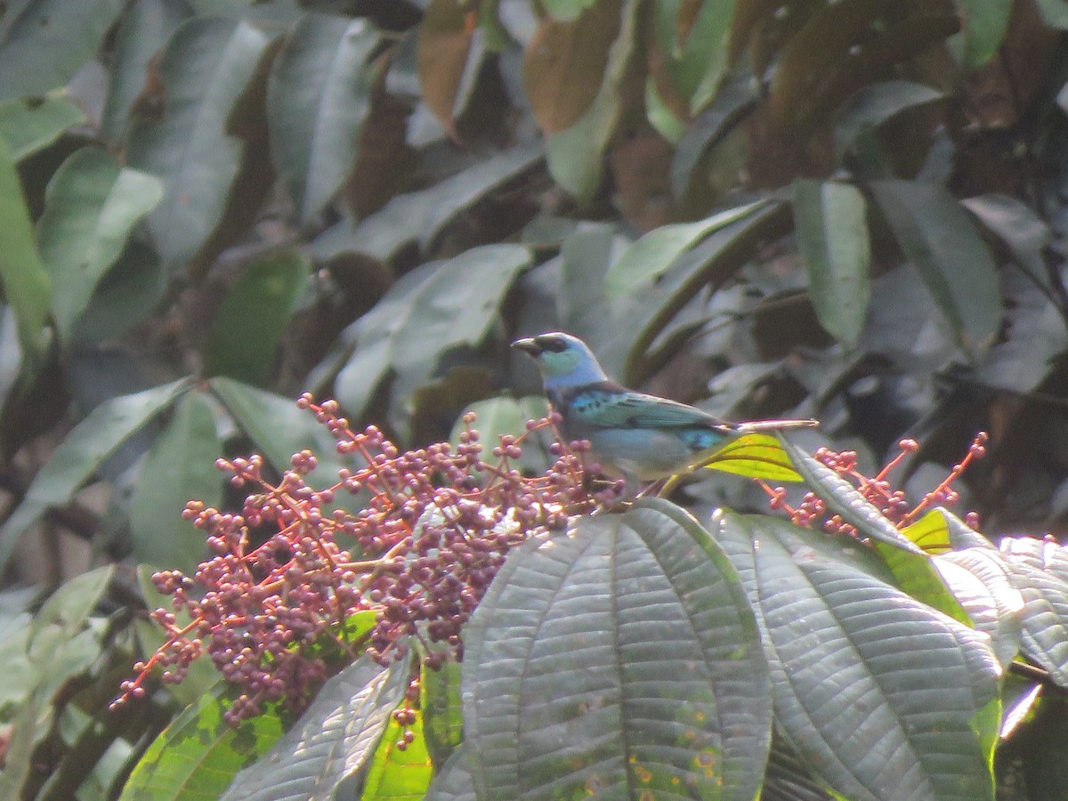 Masked Tanager - ML623911002