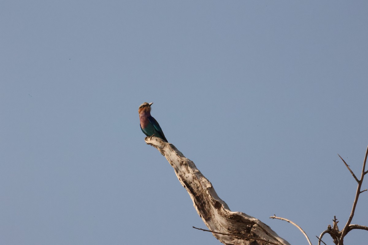 Lilac-breasted Roller - ML623911005