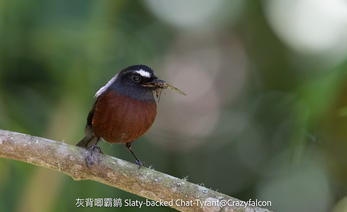 Chestnut-bellied Chat-Tyrant - ML623911009