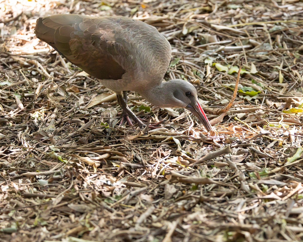 Hadada Ibis - ML623911015