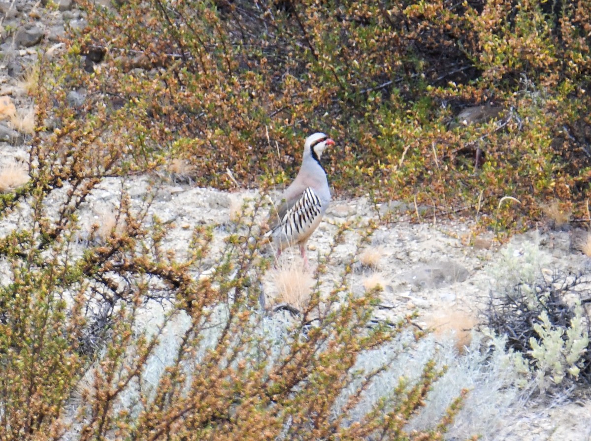 Chukar - ML623911024