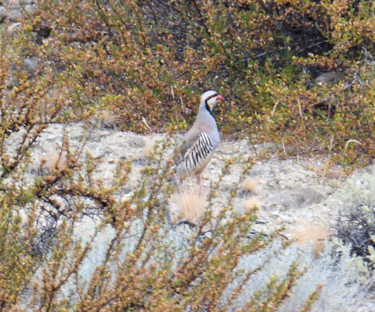 Chukar - ML623911025