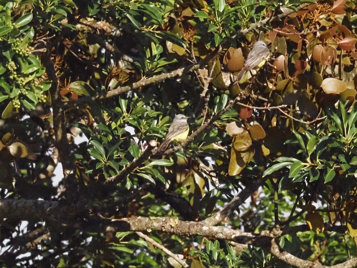 Tropical Kingbird - ML623911036