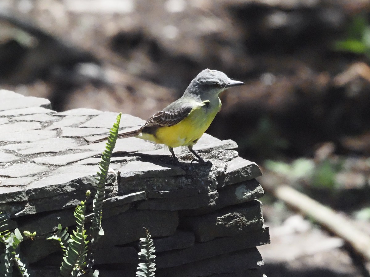 Tropical Kingbird - ML623911037