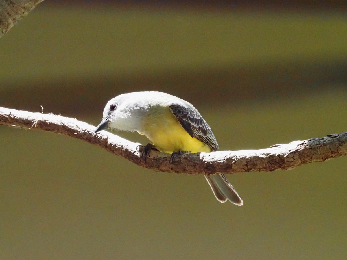 Tropical Kingbird - ML623911038