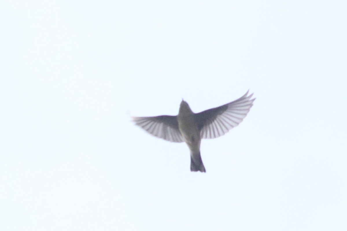 Bay-breasted/Blackpoll Warbler - ML623911055