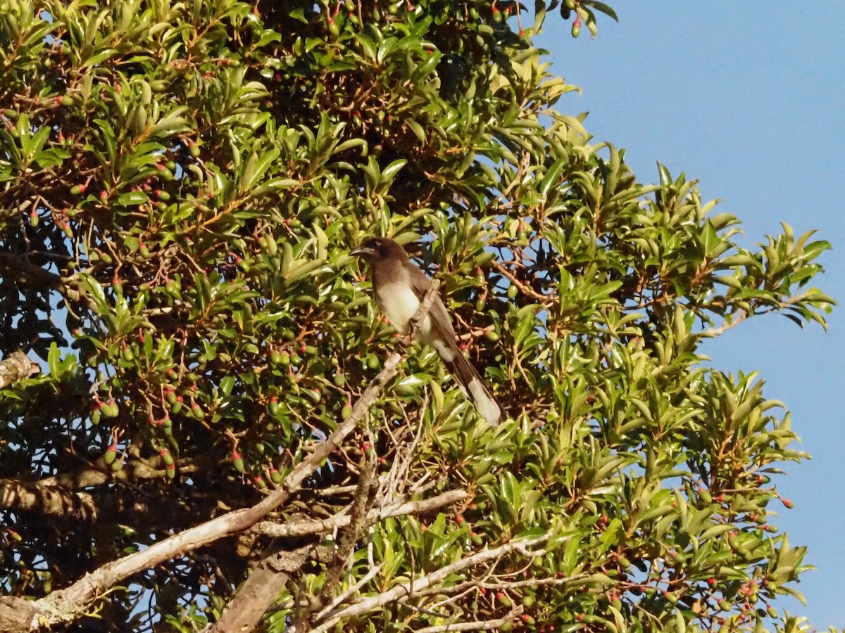 Brown Jay - ML623911056