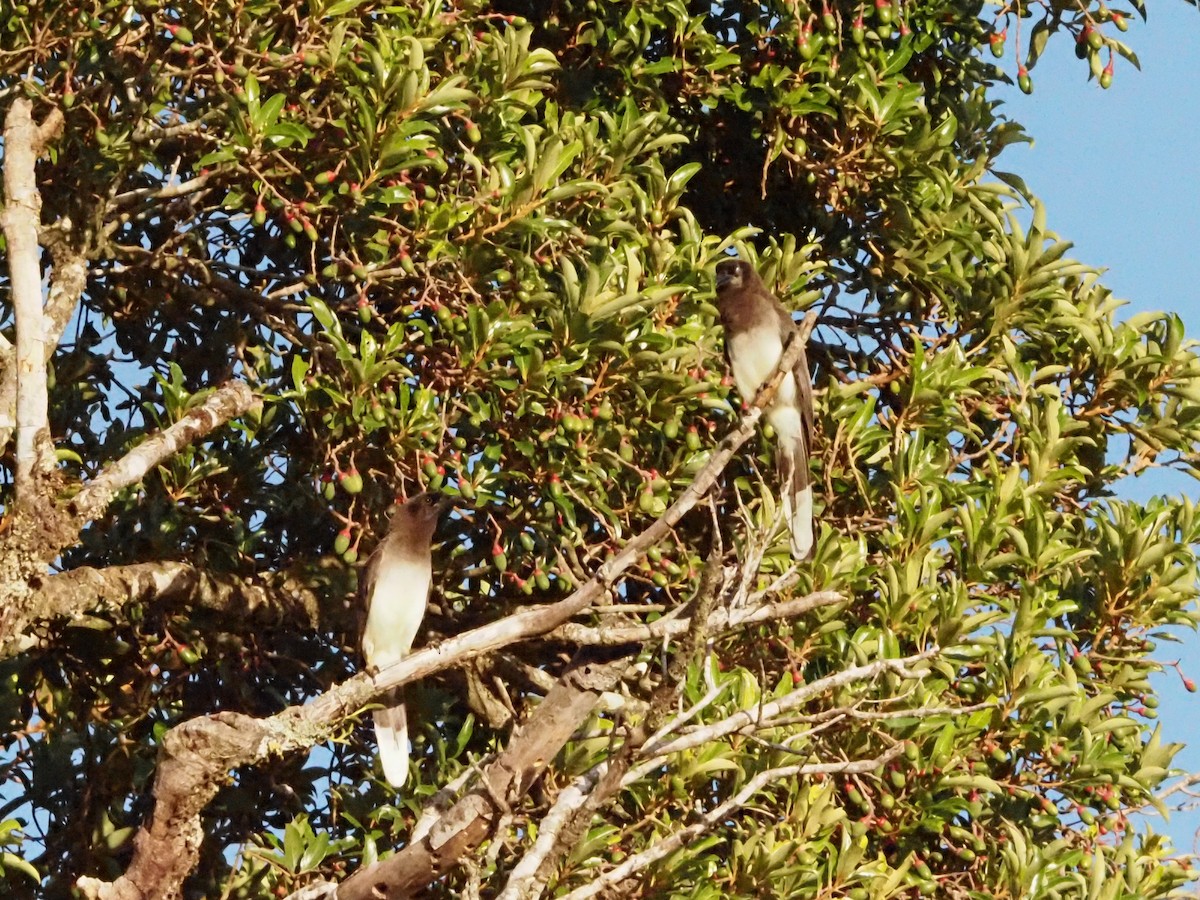 Brown Jay - ML623911057